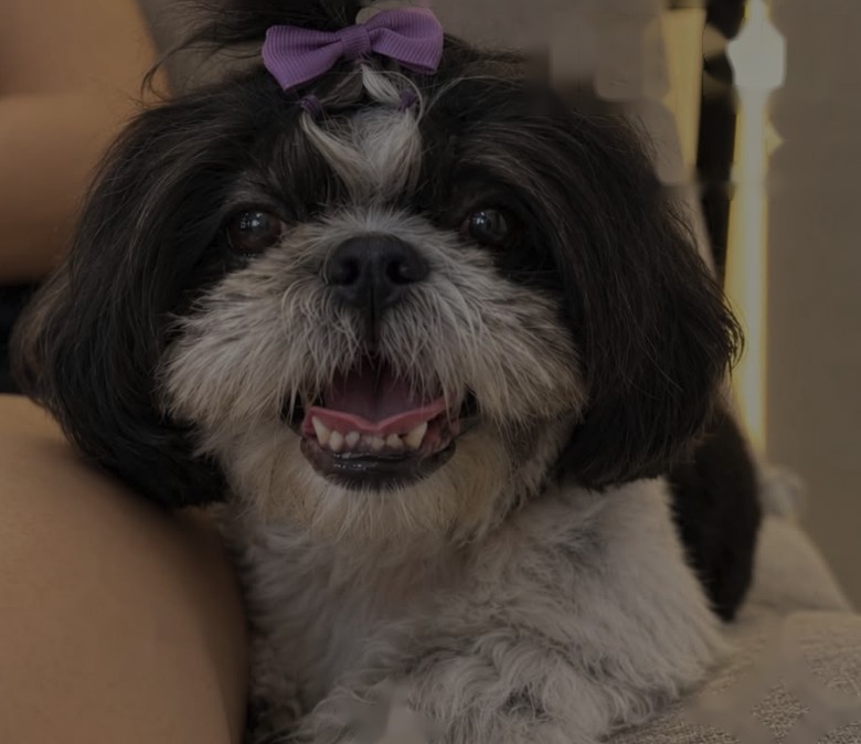 Perrito en Romina Nail Lounge